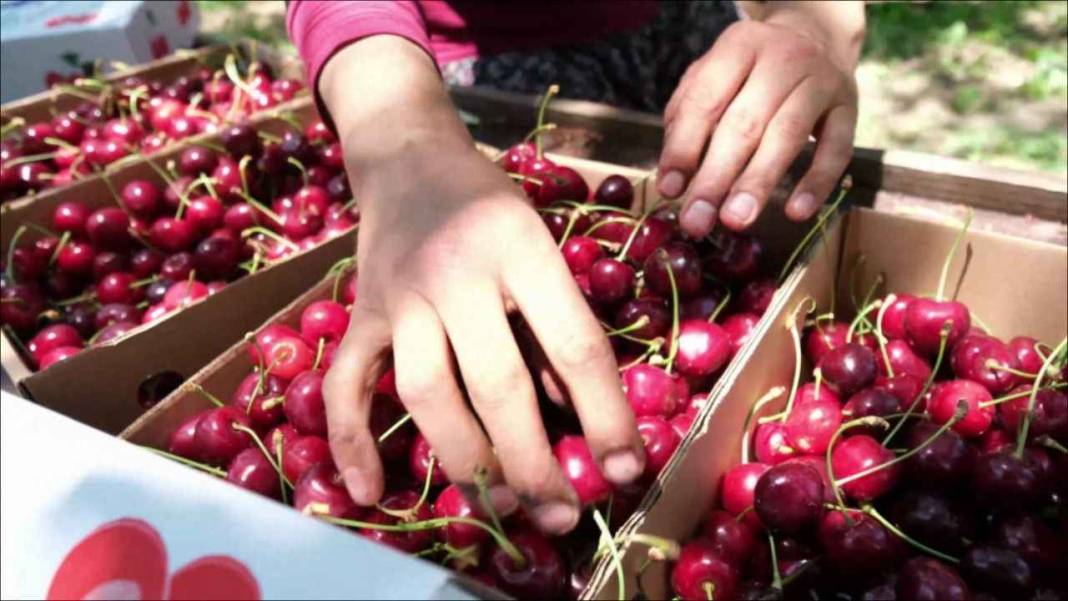 Konya’nın tescilli ürününde hasat başladı 7